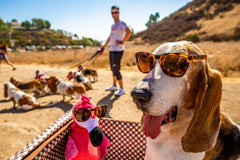 goodr Non-Reflection Perfection Running Sunglasses - BOSLEY'S BASSET HOUND DREAMS
