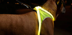 Noxgear Lighthound Harness - YELLOW