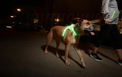 Noxgear Lighthound Harness - YELLOW
