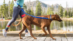 Stunt Puppy Stunt Runner™ - BLUE